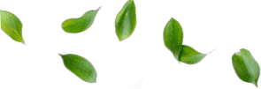 left-leaf-img2